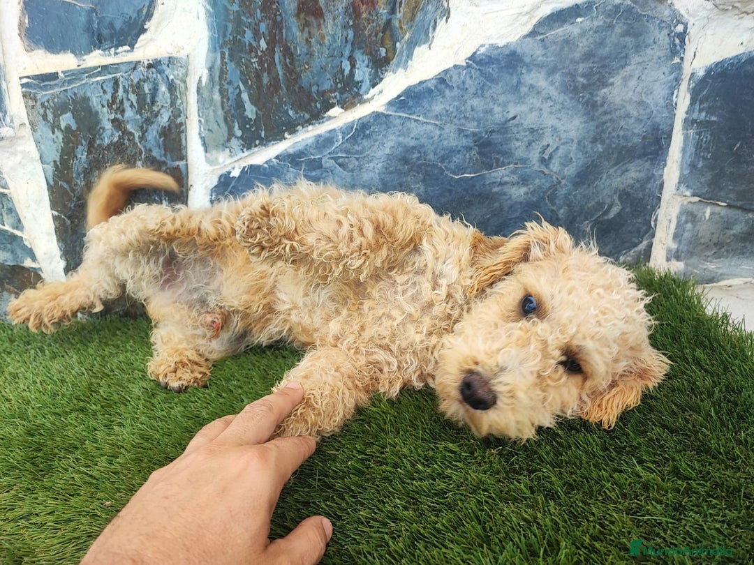 Caniche Enano perros en venta: Caniche - Anuncio 2