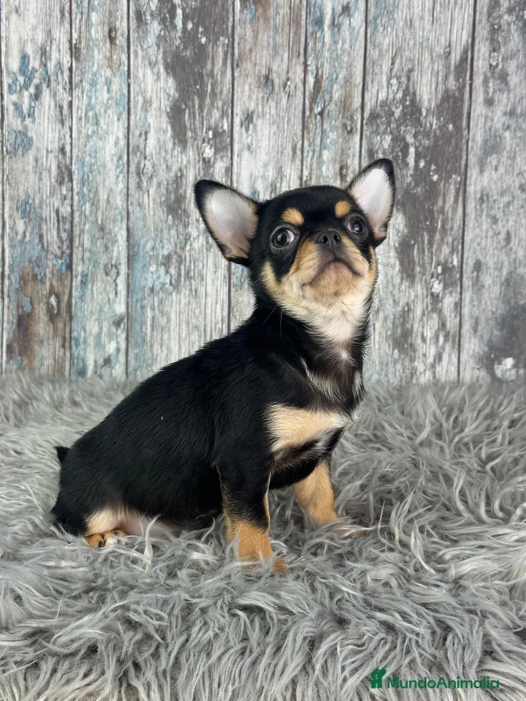 Chihuahua perros en venta: Precioso Chihuahua Mini  - Anuncio 5