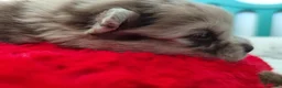 Raza Mixta perros en venta: Spitz pequeño ( pomerania) - Anuncio 1