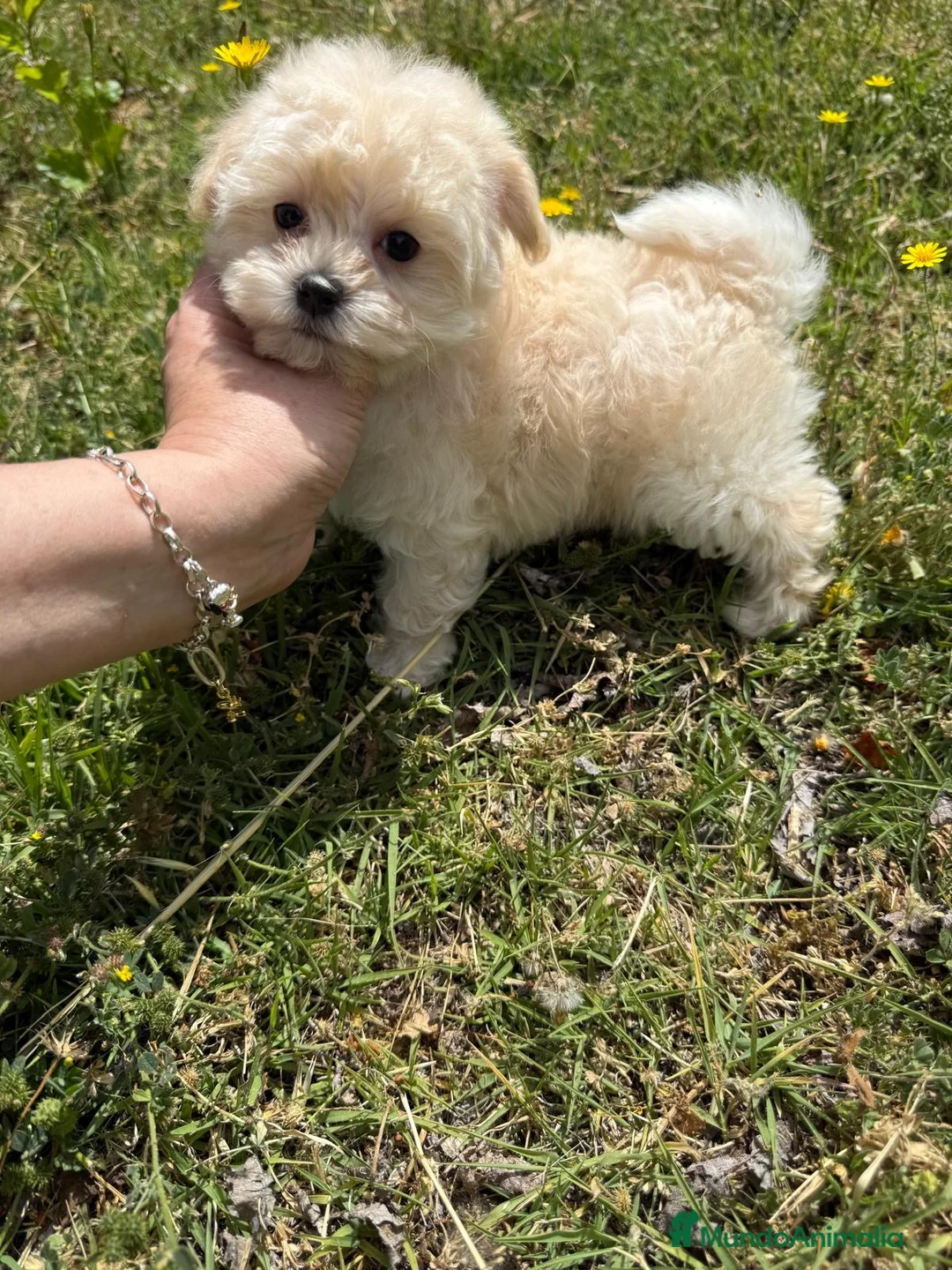 Maltipoo perros en venta: Maltipoo hembra toy disponible. - Anuncio 2
