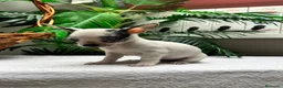 Chihuahua perros en venta: CHIHUAHUA HEMBRA - Anuncio 6