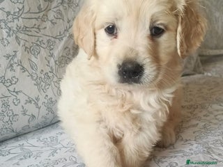 Golden Retriever perros - Anuncio 31