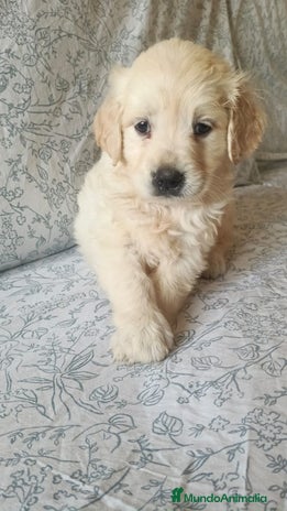 Golden Retriever perros - Anuncio 18