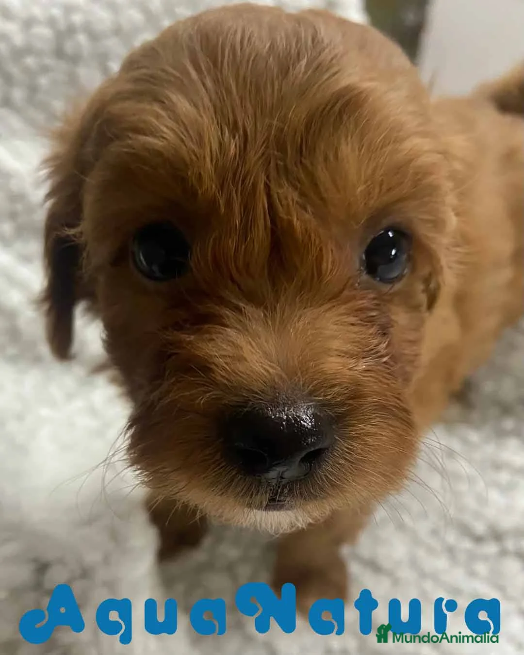 Havapoo perros en venta:  Havapoo Macho 2 de Haya y Can AQUANATURA - Anuncio 5