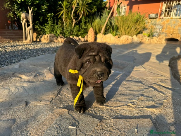 Shar Pei perros - Anuncio 10