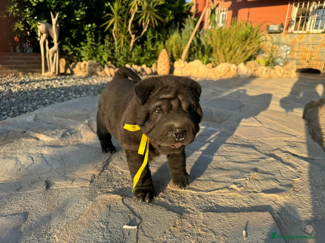 Shar Pei perros en venta: BEBES SHAR PEI - Anuncio 1