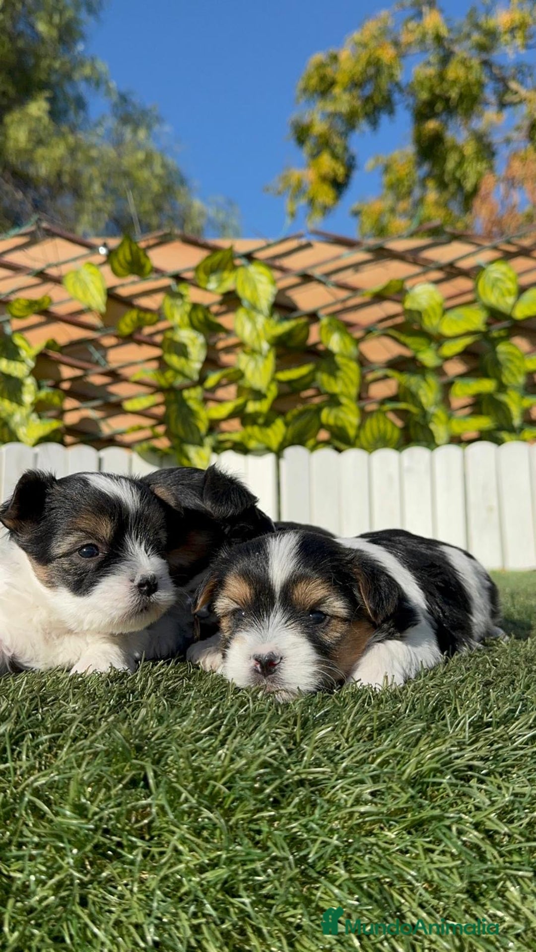 Yorkshire Terrier perros en venta: YORKSHIRE BIEWER - Anuncio 21