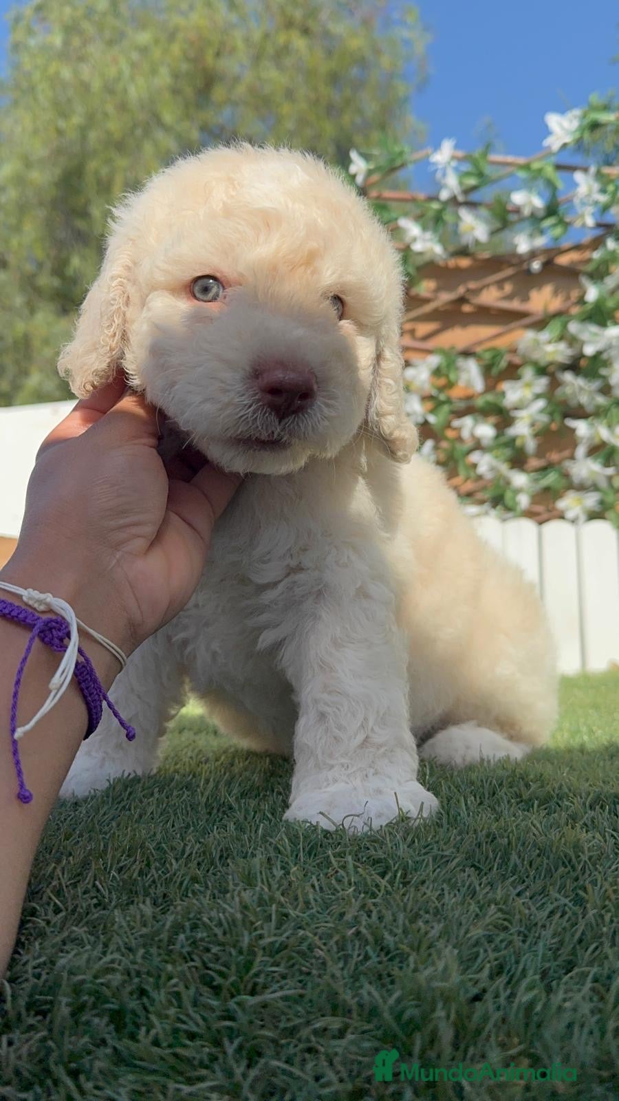 Perro de Agua Español perros en venta: PERRO DE AGUA ESPAÑOL - Anuncio 2