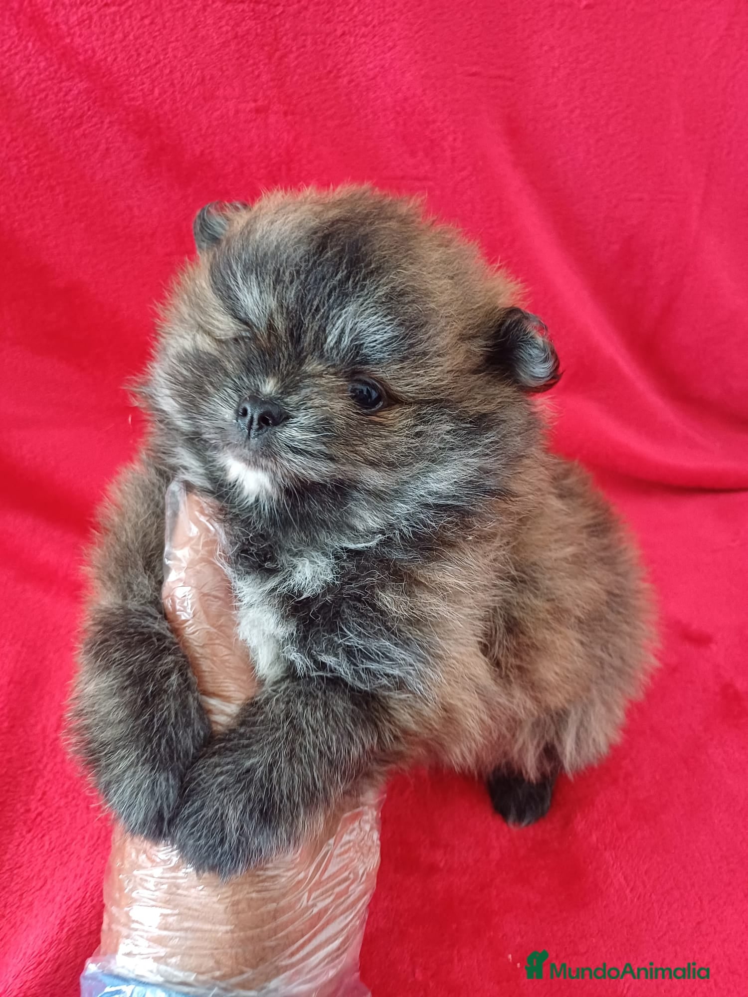 Pomerania perros Pomerania Mini  - Anuncio 22