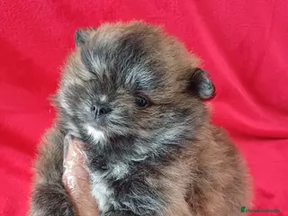 Pomerania perros Pomerania Mini - Anuncio 27