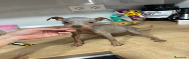 Pinscher Miniatura 5