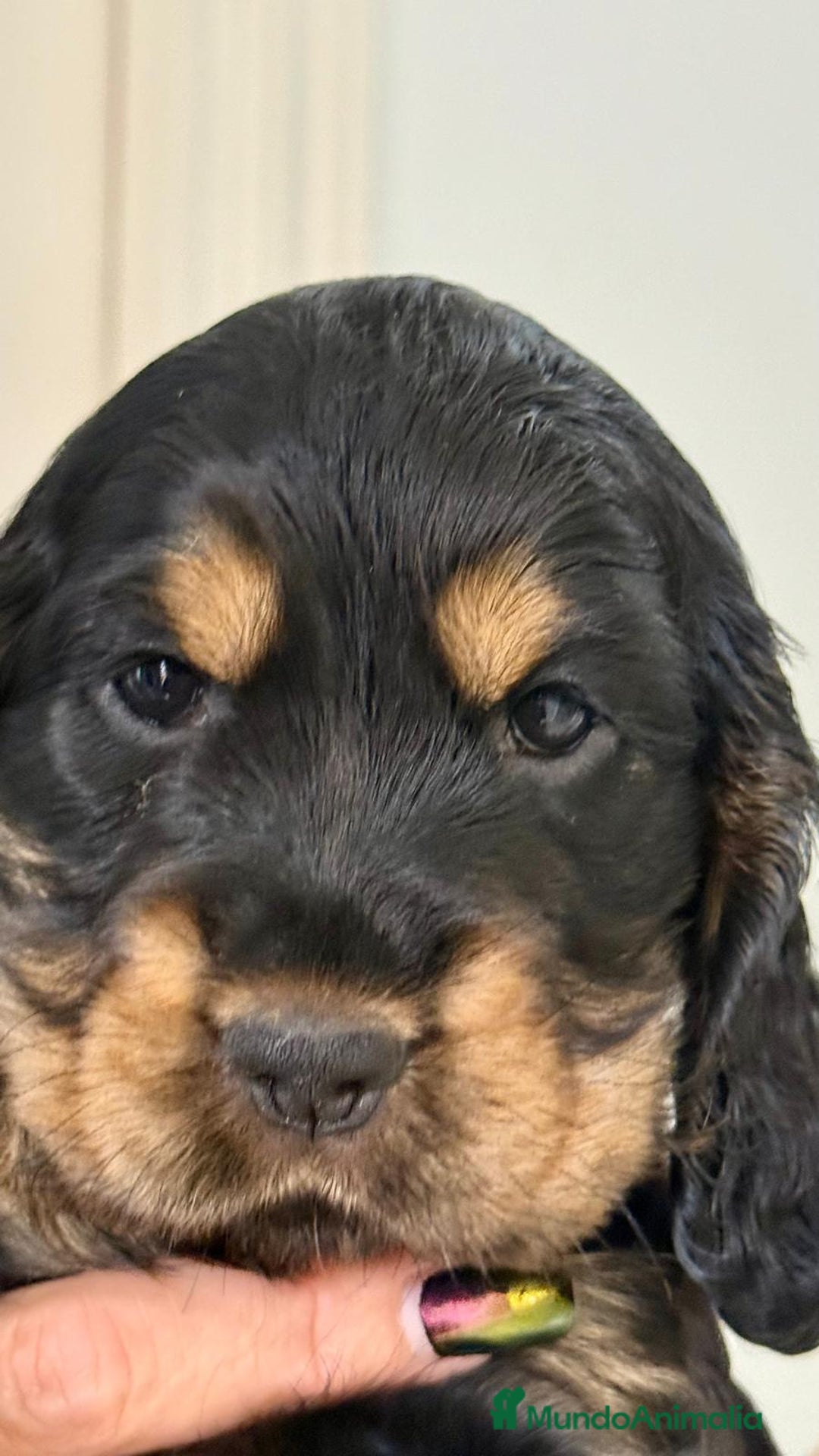 Cocker Spaniel Americano perros en venta: Cocker spanier black tan y negro - Imagen 1