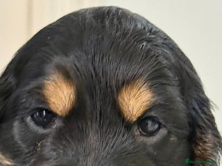 Cocker Spaniel Americano perros - Anuncio 6