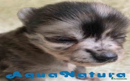 Pomchi perros en venta: Pomchi Hembra 1 de Aspi y Manchitas AQUANATURA - Imagen 6