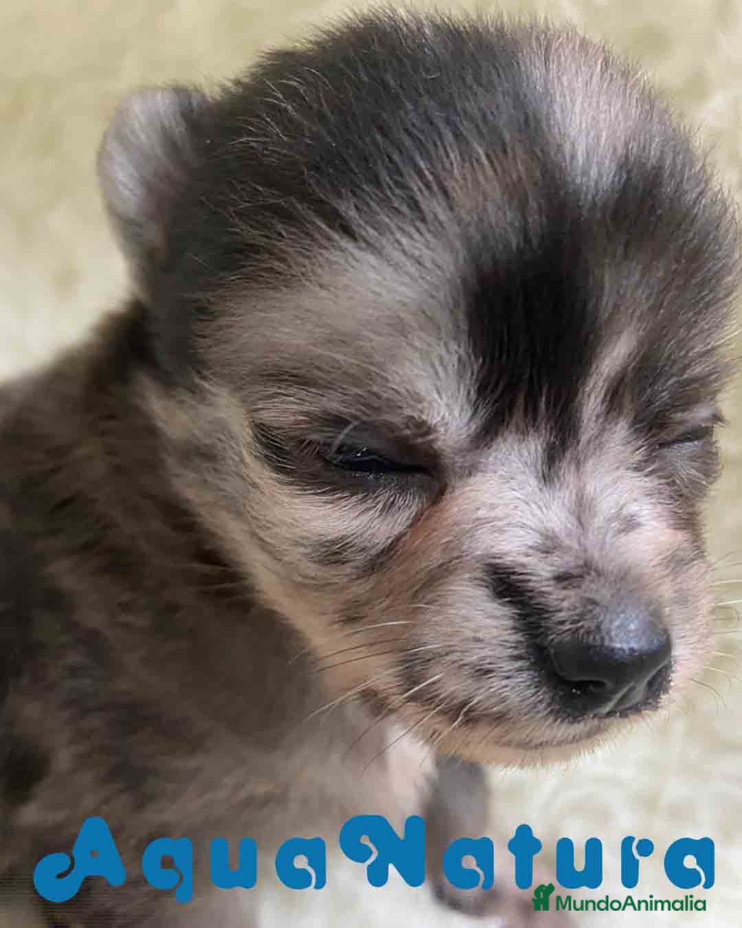 Pomchi perros en venta: Pomchi Hembra 1 de Aspi y Manchitas AQUANATURA - Imagen 6