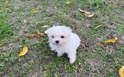 Bichón Maltés perros en venta: Bichon Maltés entrega en diciembre!! - Anuncio 1