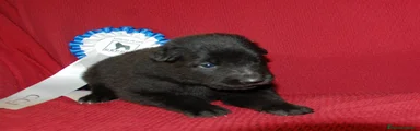 Pastor Belga Groenendael Cachorro 3