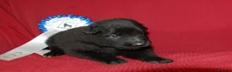 Pastor Belga Groenendael perros en venta: pastor belga groenebdarl de campeones de españa - Anuncio 4