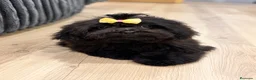 Shihpoo perros en venta: Monísima ShihPoo negra - Anuncio 3