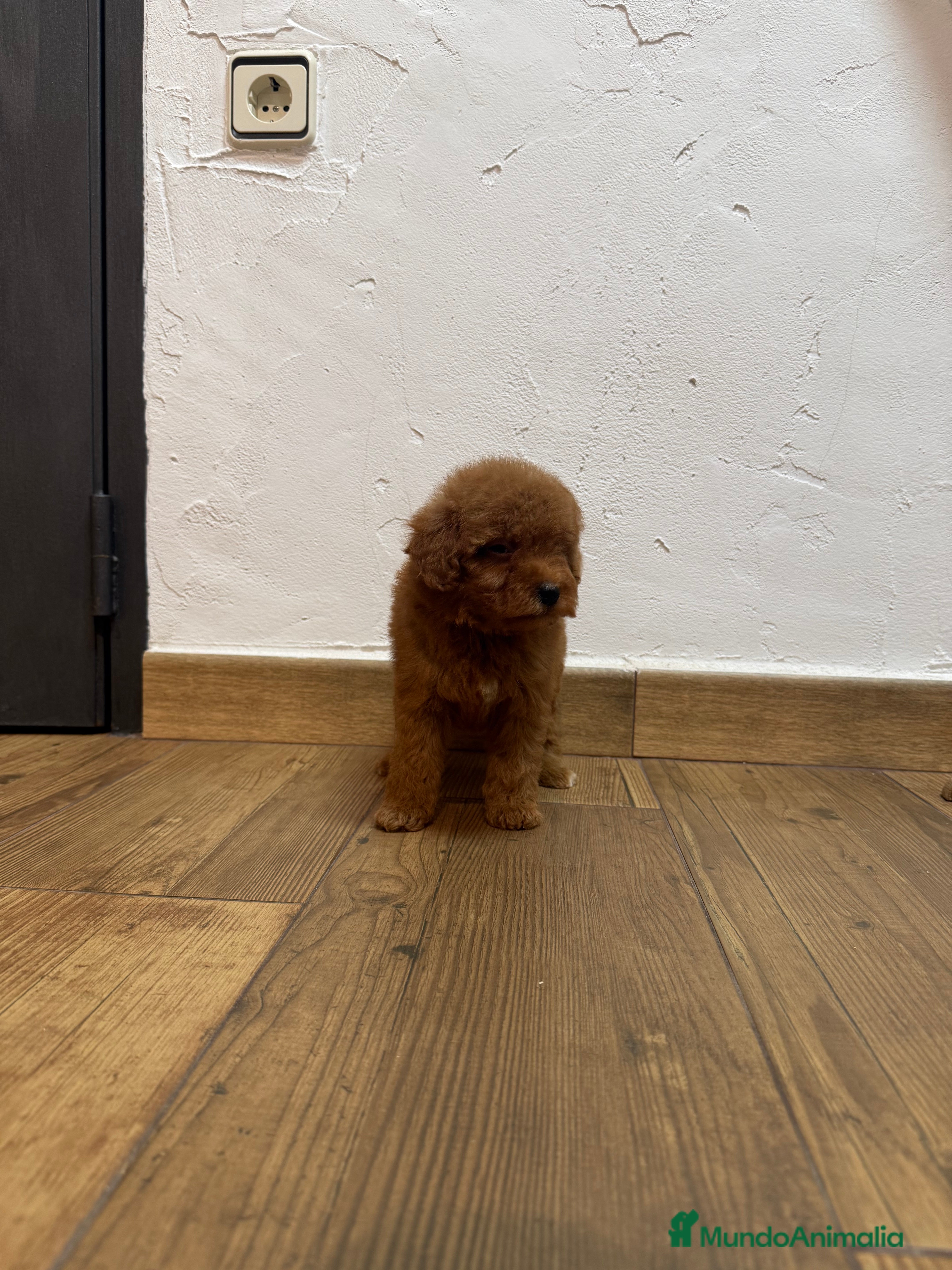 Caniche Toy perros Excelente caniche toy rojo - Anuncio 2