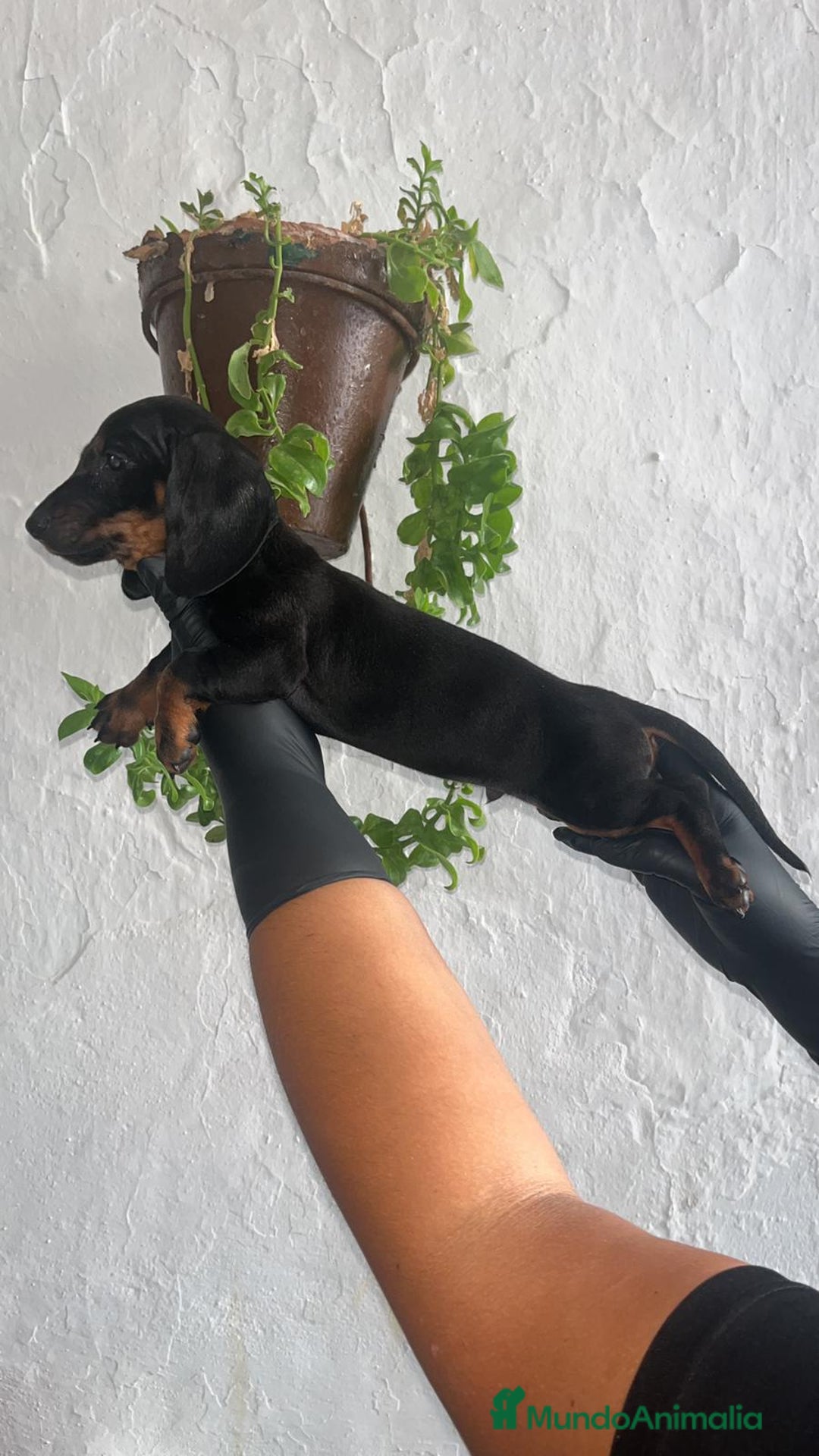 Teckel Miniatura perros en venta: Cachorritos negro/fuego impresionantes - Imagen 3