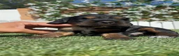 Cocker Spaniel Inglés perros en venta: CAMADA COCKER SPANIEL INGLES  - Anuncio 19