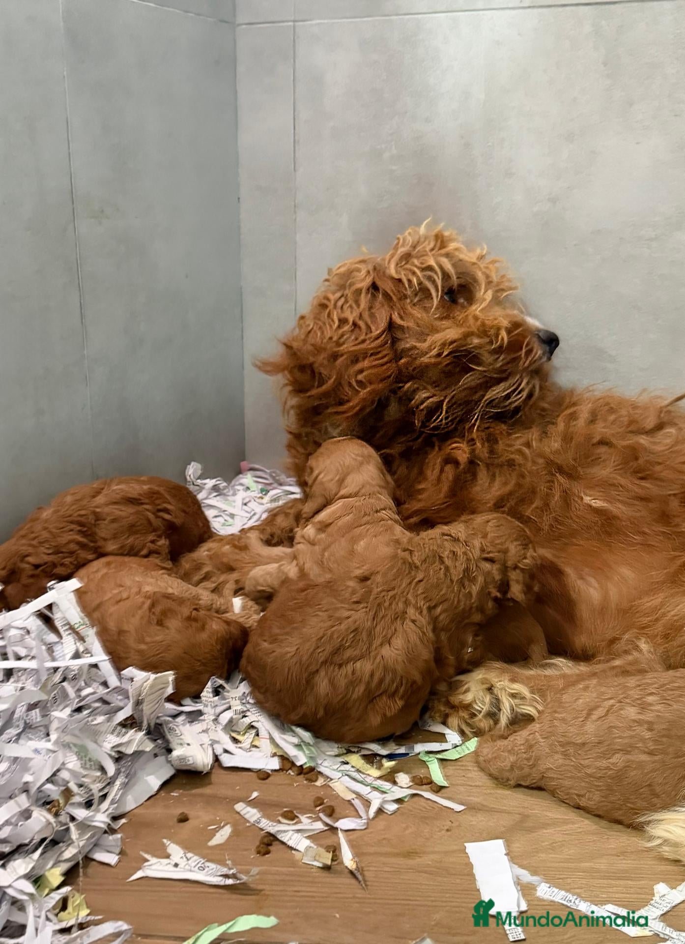 Goldendoodle perros en venta: GOLDENDOODLE - CAMADA RESERVAR - Anuncio 1
