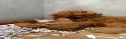 Goldendoodle perros en venta: GOLDENDOODLE - CAMADA RESERVAR - Anuncio 1