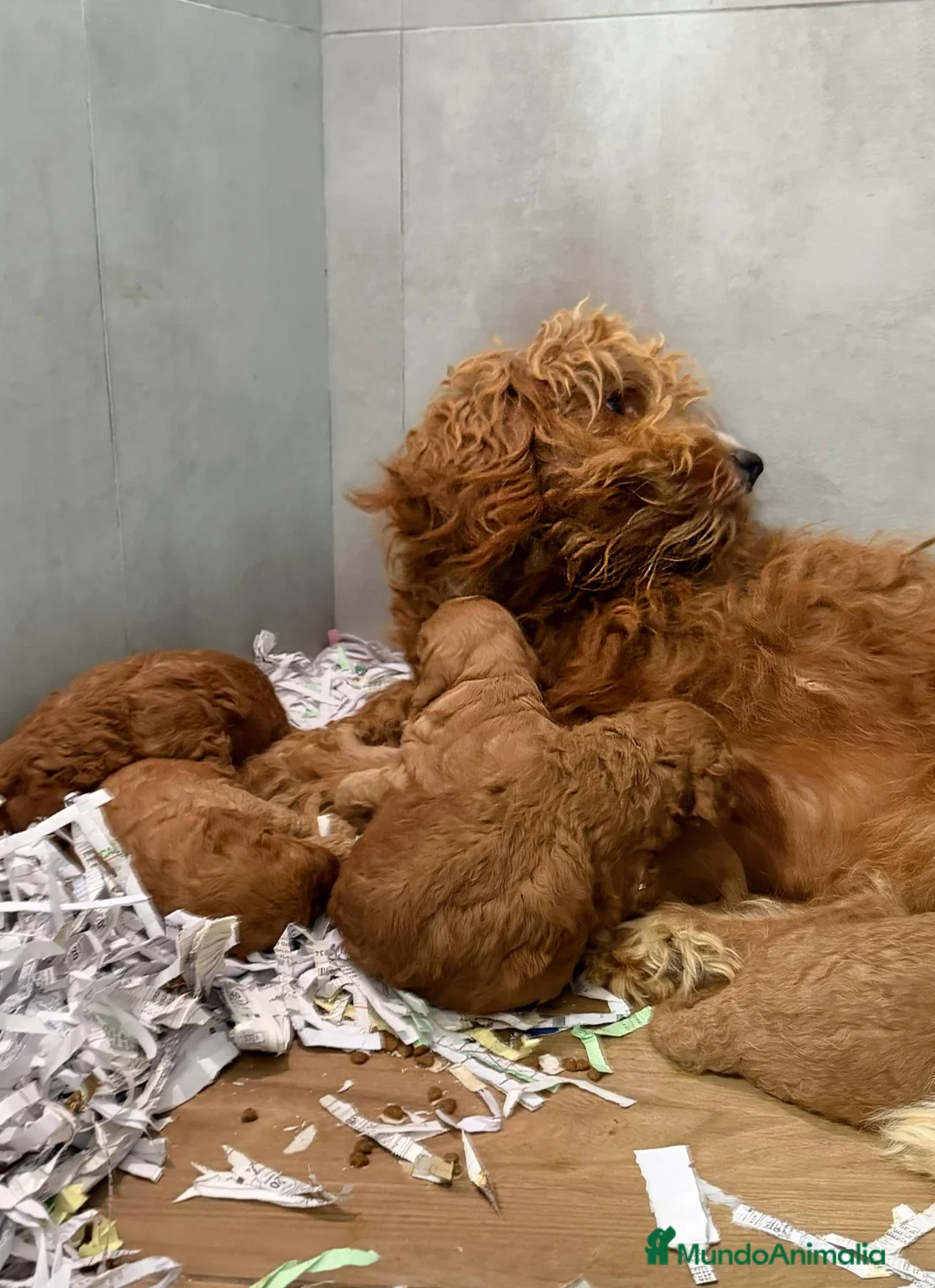 Goldendoodle perros en venta: GOLDENDOODLE - CAMADA RESERVAR - Anuncio 1
