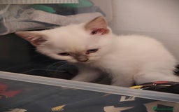 Británico de Pelo Corto gatos en venta: British hembra y macho  - Imagen 2