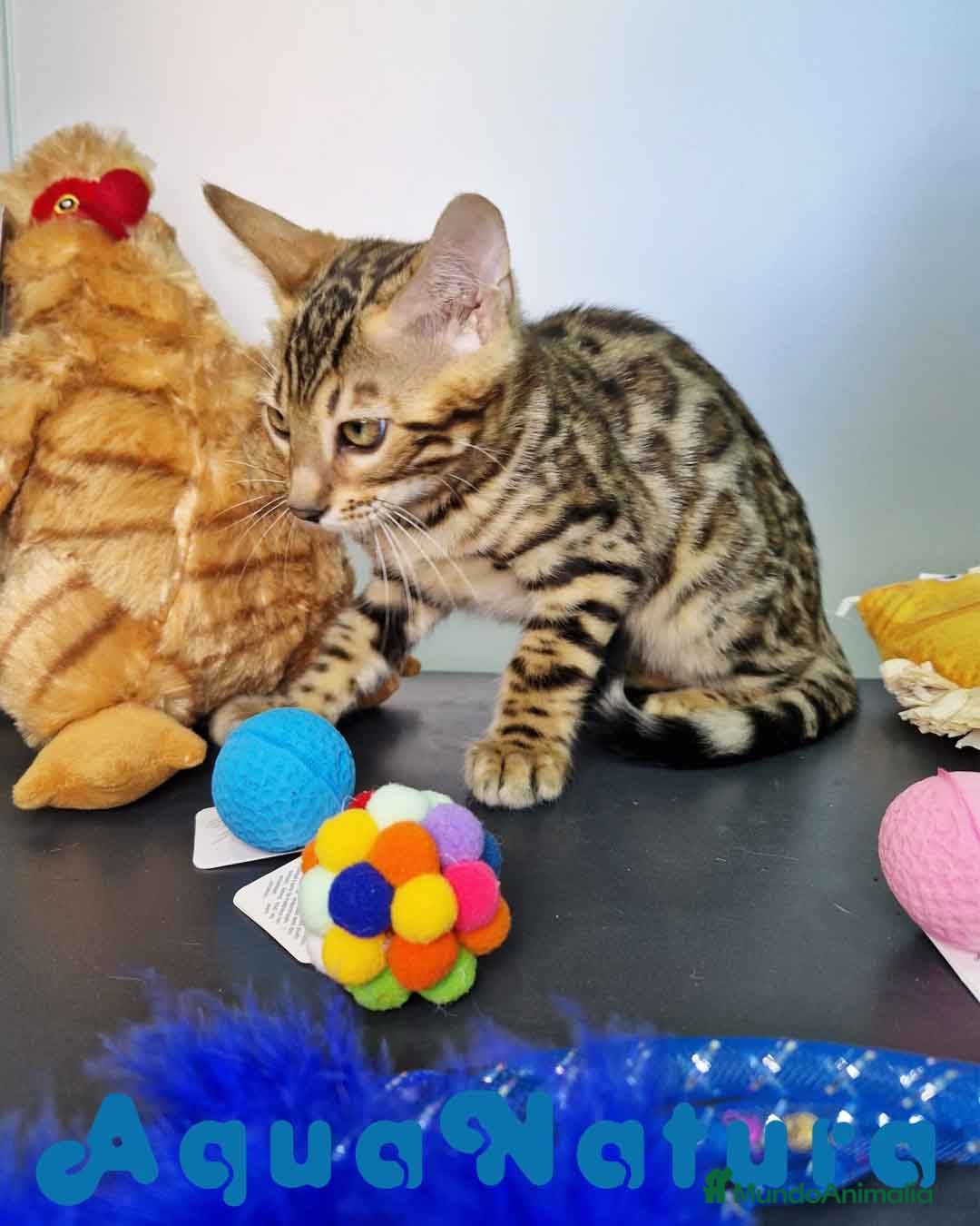 Bengalí gatos en venta: Bengali Hembra 4607 AQUANATURA - Imagen 4