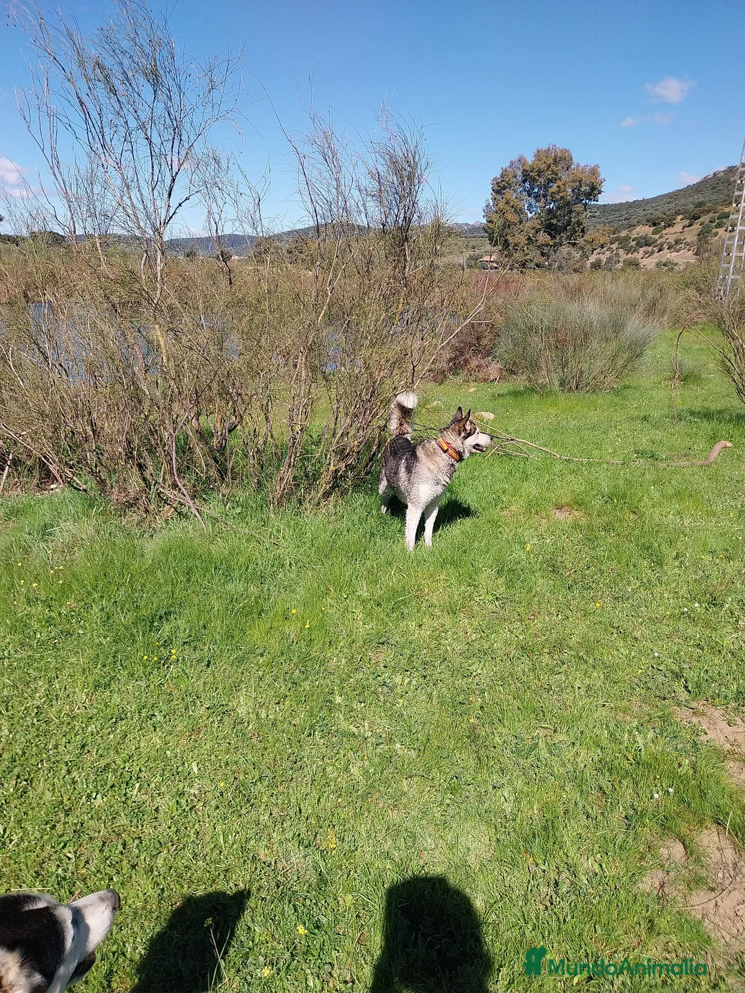 Husky Siberiano perros en venta: Pareja de Husky siberiano - Anuncio 6