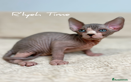Sphynx gatos en venta: Sphynx  - Imagen 5