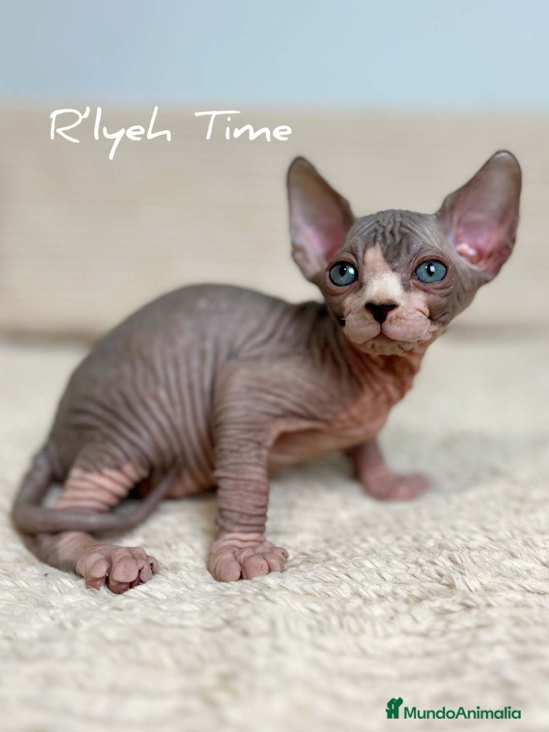 Sphynx gatos en venta: Sphynx  - Imagen 5