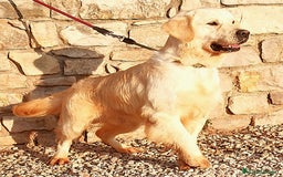 Golden Retriever perros en adopcion: Golden Retriever - Imagen 1