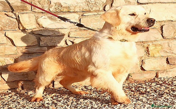 Golden Retriever perros - Anuncio 1