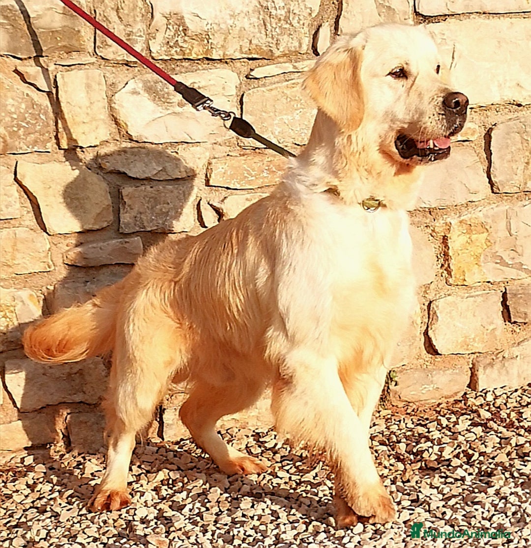 Golden Retriever perros en adopcion: Golden Retriever - Imagen 1