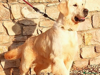 Golden Retriever perros - Anuncio 18