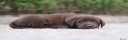 Labrador Retriever perros en venta: Preciosos cachorros de Labrador Retriever chocolat - Anuncio 19