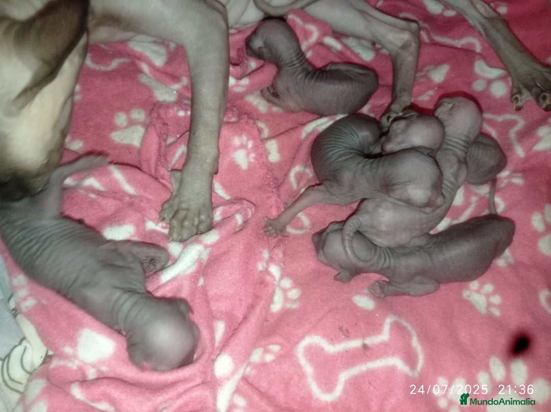 Sphynx gatos en venta: Camada sphynx - Imagen 2