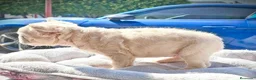 Bulldog Francés perros en venta: BULLDOG FRANCES FLUFFY - TODA ESPAÑA  - Anuncio 5