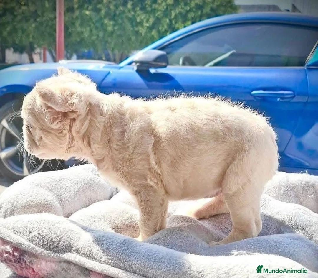 Bulldog Francés perros en venta: BULLDOG FRANCES FLUFFY - TODA ESPAÑA  - Anuncio 5