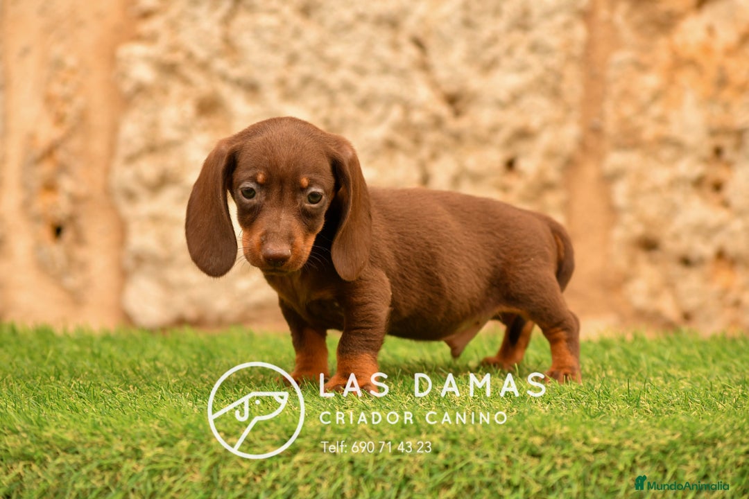 Teckel perros en venta: Teckel 🌭 Pequeños de patas, grandes de alma - Imagen 6
