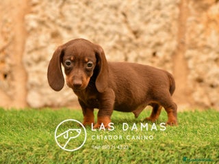 Teckel perros Teckel 🌭 Pequeños de patas, grandes de alma - Anuncio 9