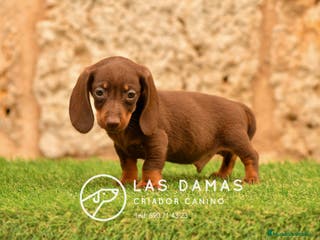 Teckel perros Teckel 🌭 Pequeños de patas, grandes de alma - Anuncio 6