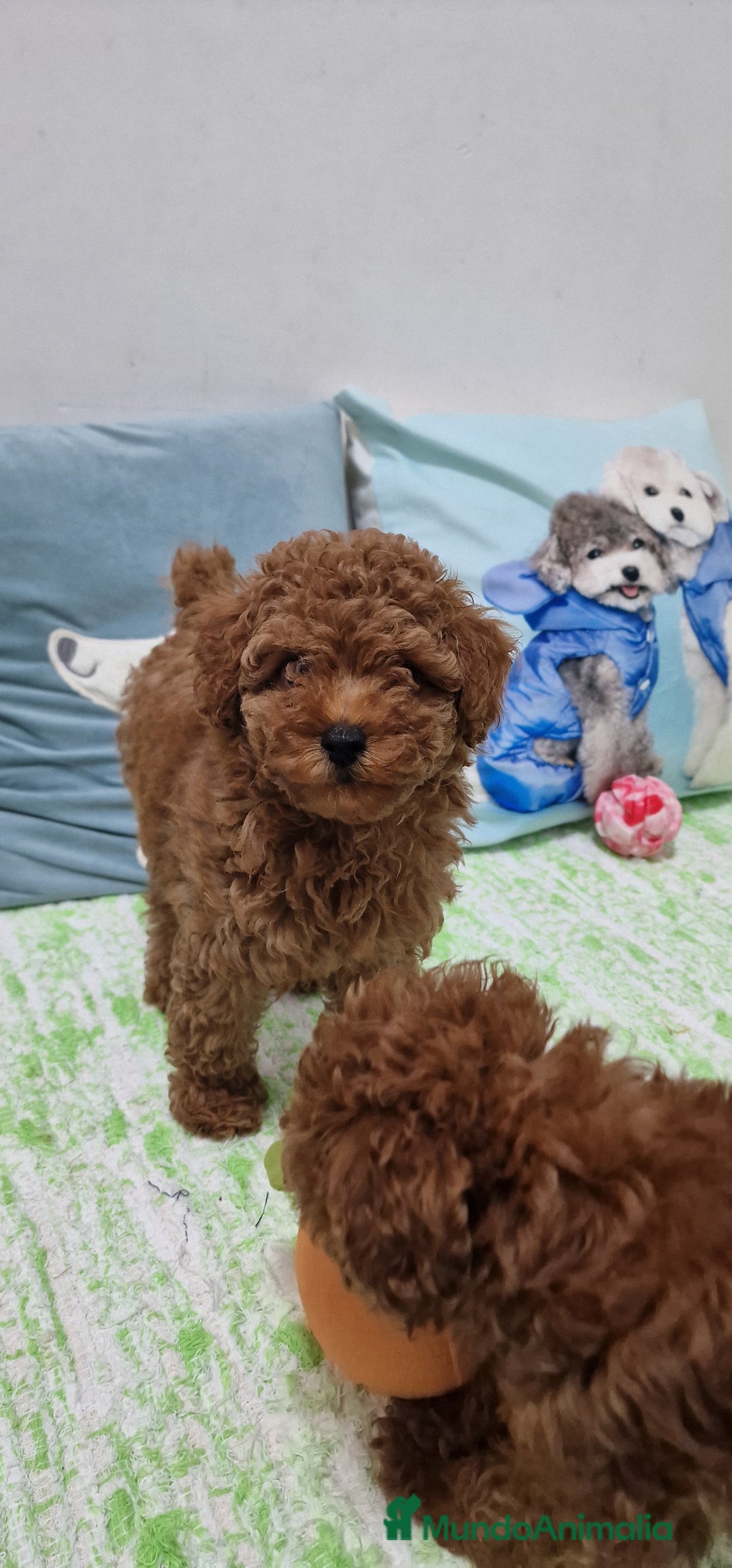 Caniche Toy perros en venta: Caniches toy ASIATICO 100% - Imagen 2