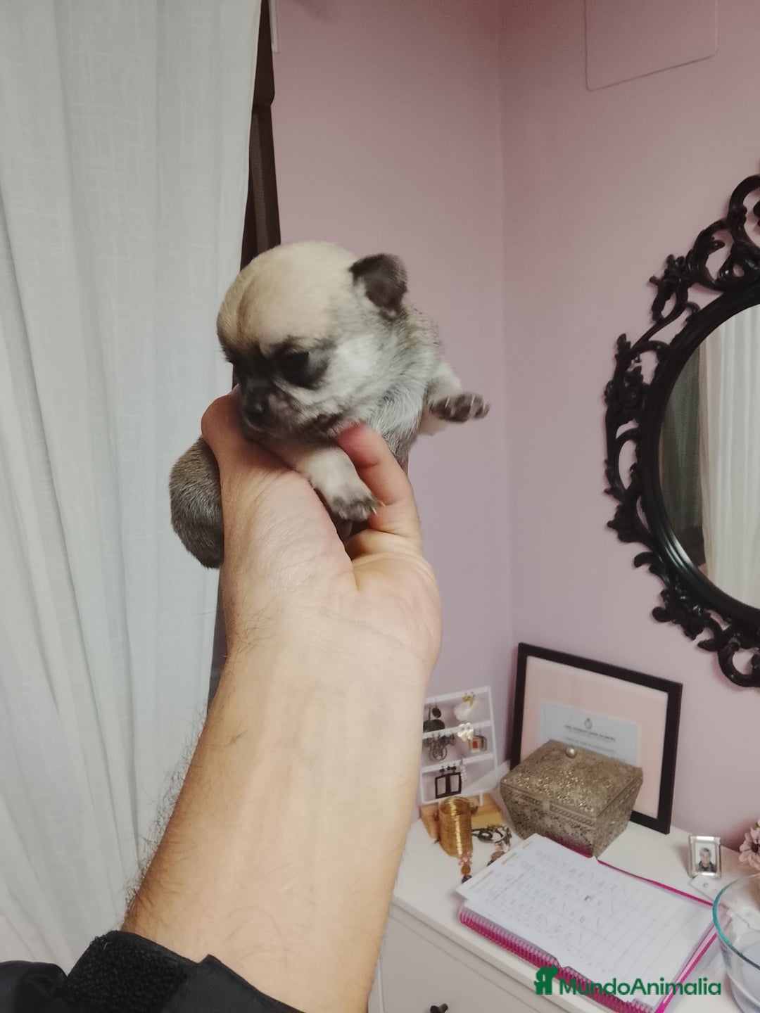 Chihuahua perros en venta: Chihuahua toy cabeza manzana - Anuncio 4