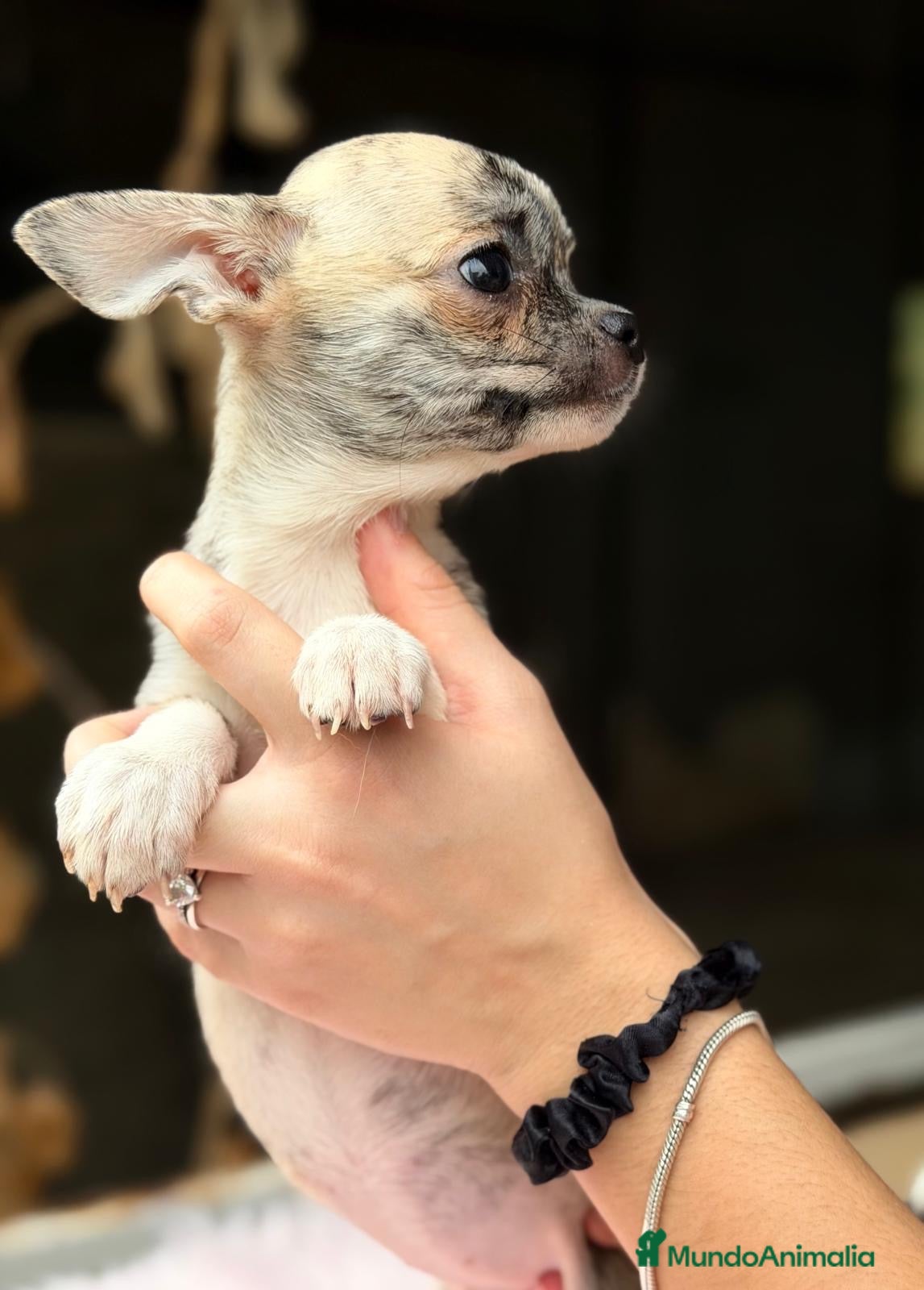 Chihuahua perros Machito chihuahua 💙🐾 - Anuncio 3