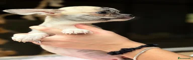 Chihuahua 1