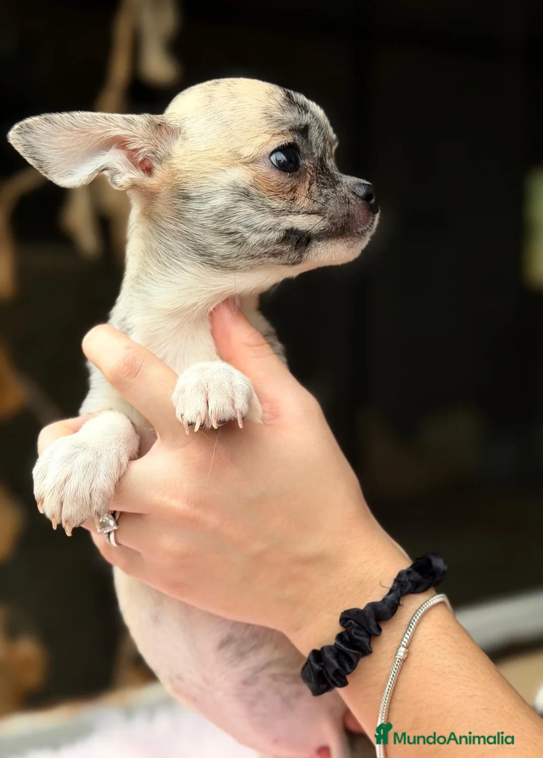 Chihuahua perros en venta: Machito chihuahua 💙🐾 - Anuncio 1